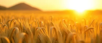 Illustration for: what changed after the last harvest
